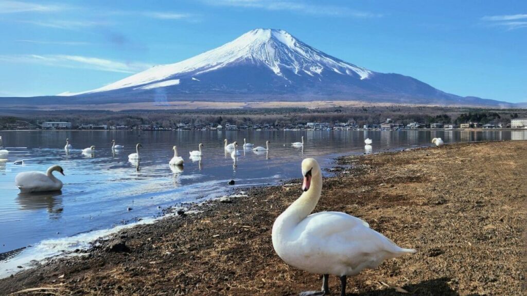 山梨観光(山中湖白鳥の湖)