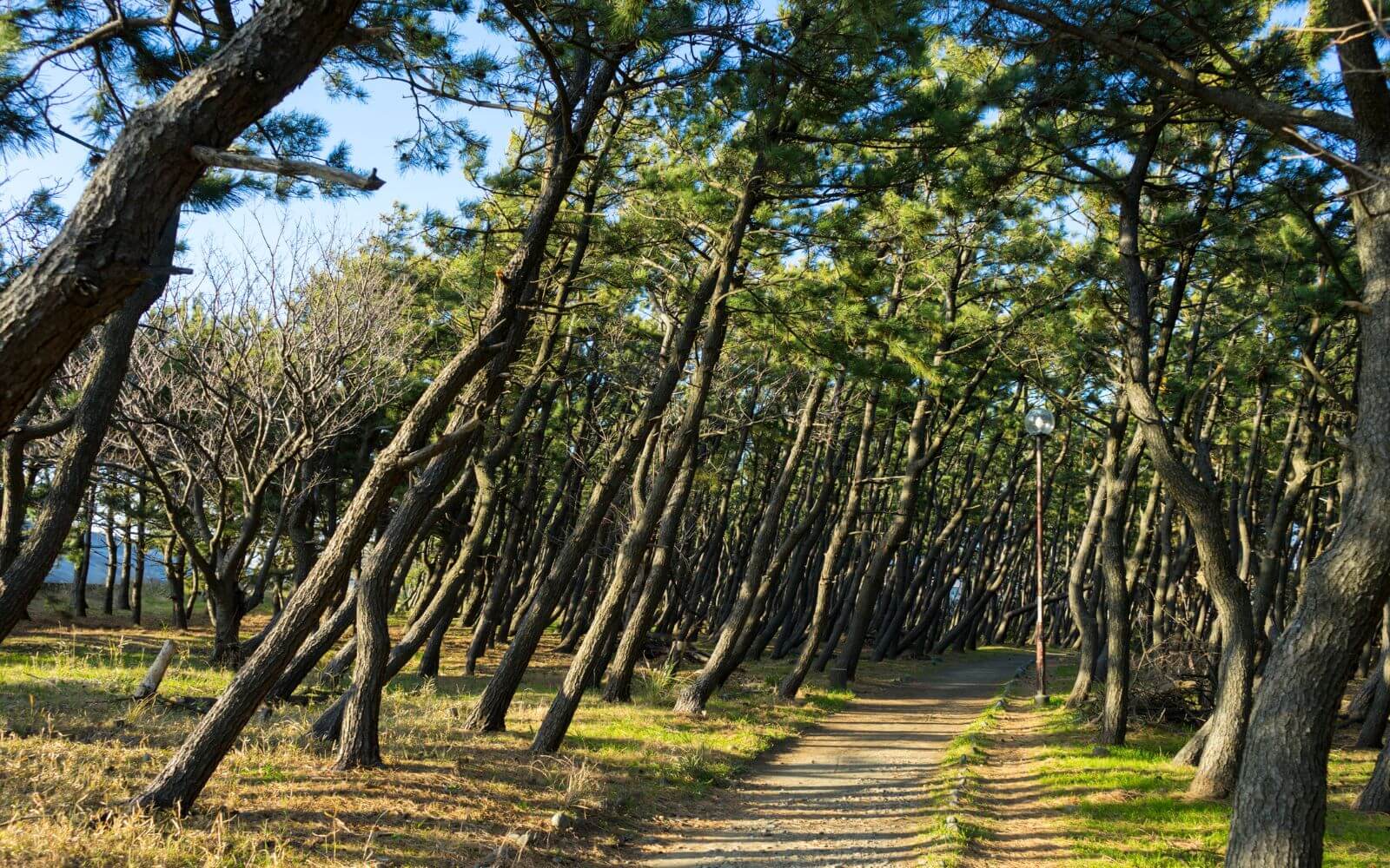 沼津千本浜(静岡)