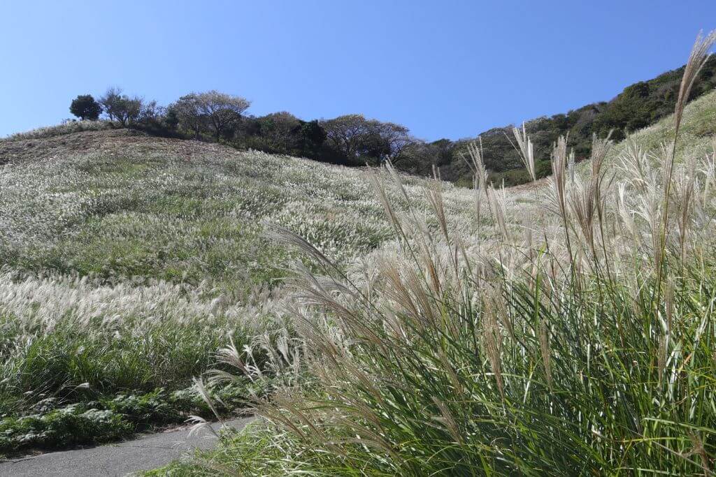 伊豆 細野高原