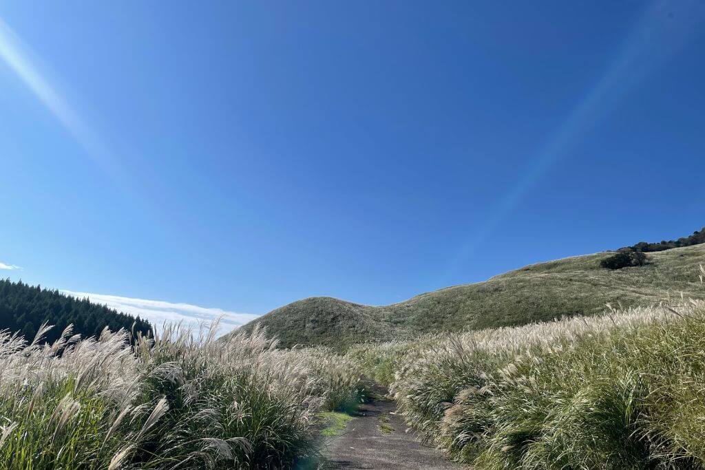伊豆 細野高原